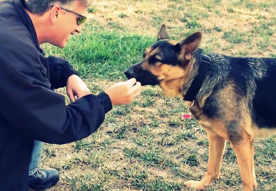 This German Shepherd Is Showing Her Awesome Fetching Skills By Catching A Frisbee!