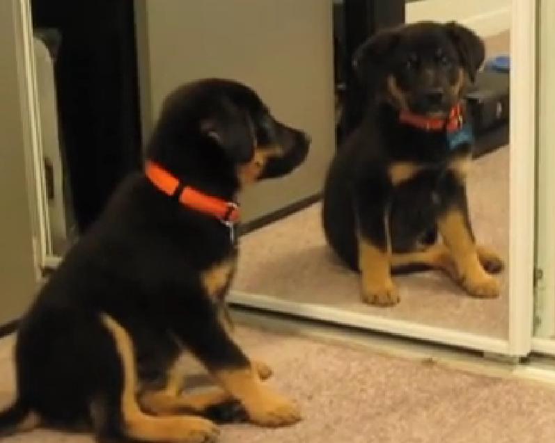 This Gorgeous Little German Shepherd Puppy Playing With Mirror!