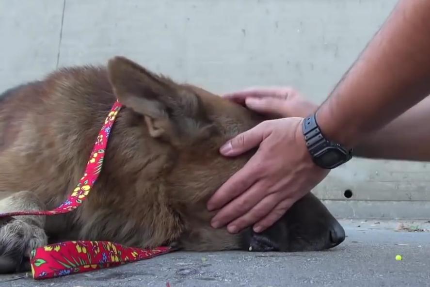 This German Shepherd Was Trapped For Weeks, But Watch Him React When A Hero Shows Him Love!