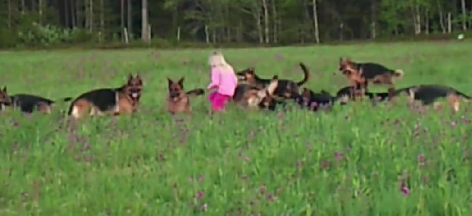 You Wouldn't Dare To Mess With This Adorable Girl And Her German Shepherds!