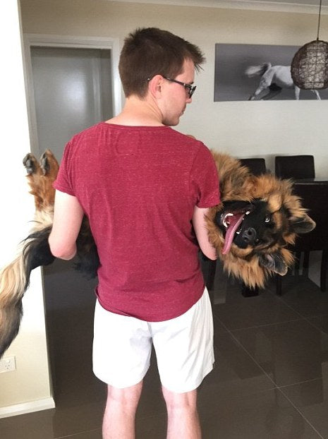 Adorable German Shepherd Puppy Has Giant Growth Spurt You Have To See To Believe!