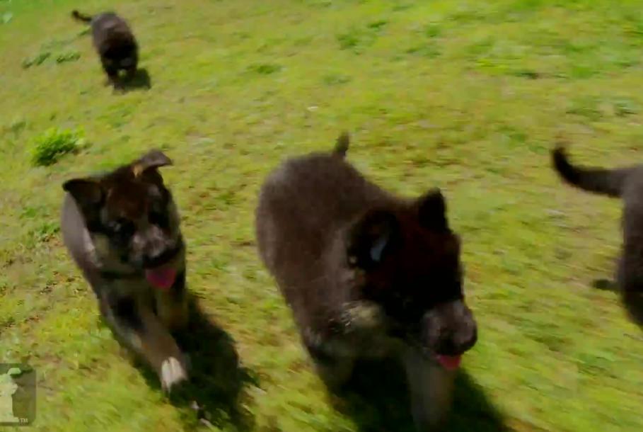 These Fluffy German Shepherd Puppies Want To Be Your New Best Friends!