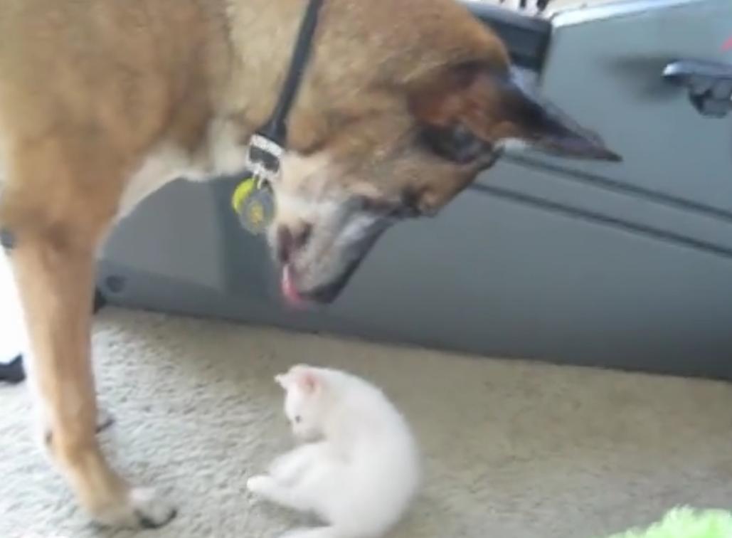 This Is What Happens When A German Shepherd Meets His Very First Kitten!