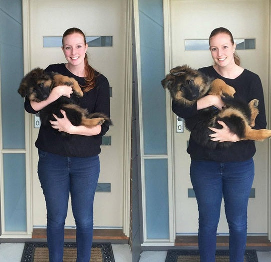 Incredible Time Lapse Photos Of German Shepherd Puppy In Mom’s Arms!