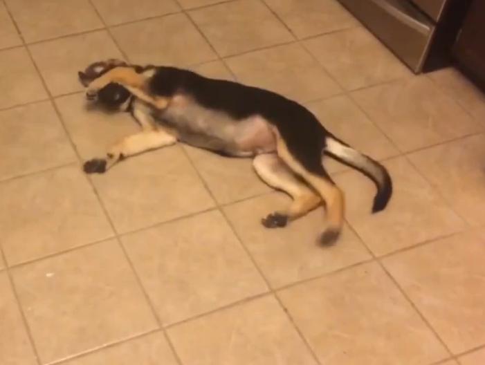 This German Shepherd Puppy Deserves An Oscar For Her 'Play Dead' Trick!