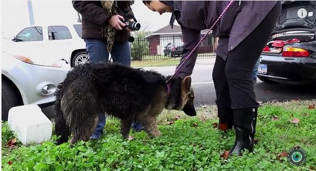 Video: Heartwarming Rescue Of A German Shepherd From A Busy Houston Street!