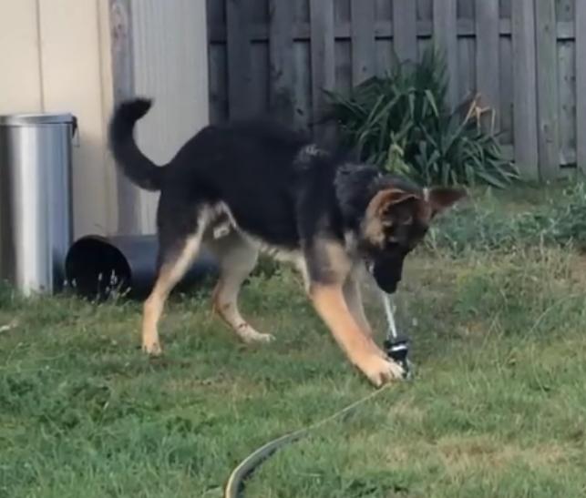 German Shepherd Puppy Is Trying To Play With The Hose!