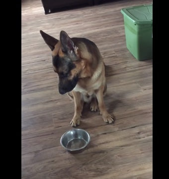Hilarious German Shepherd Demands A Refill!