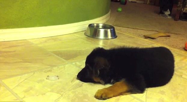 Watch This Lovely Little German Shepherd Puppy Playing With An Ice Cube!