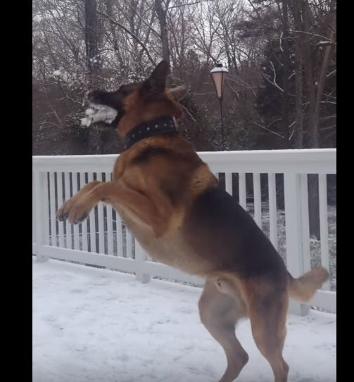 Snowball Fight - This German Shepherd Is Doing It All Wrong!