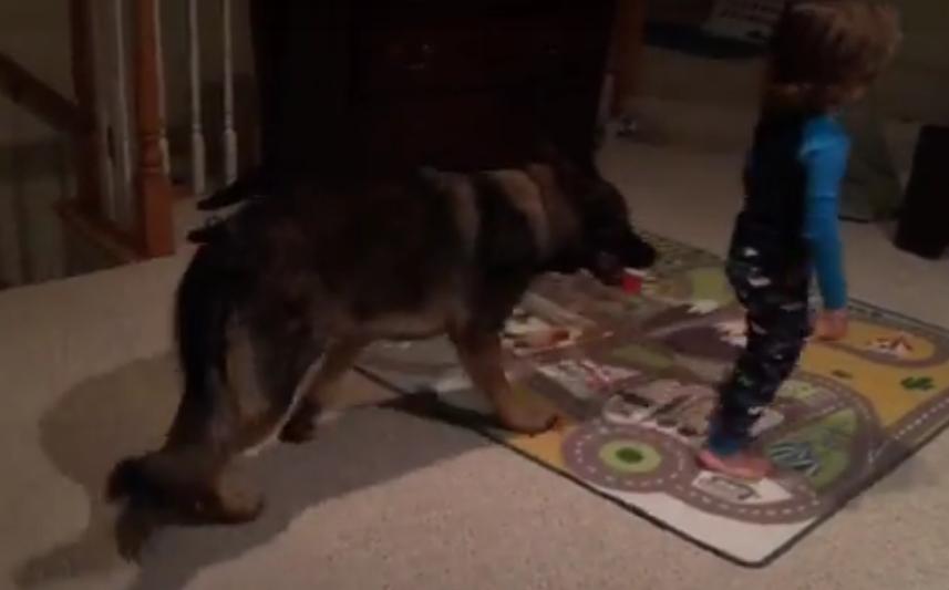 This German Shepherd Loves The "Clean Up" Song!