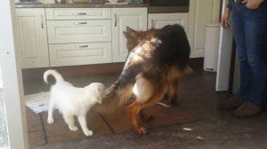 1 Year Old German Shepherd VS A Puppy That Wants That Tail!