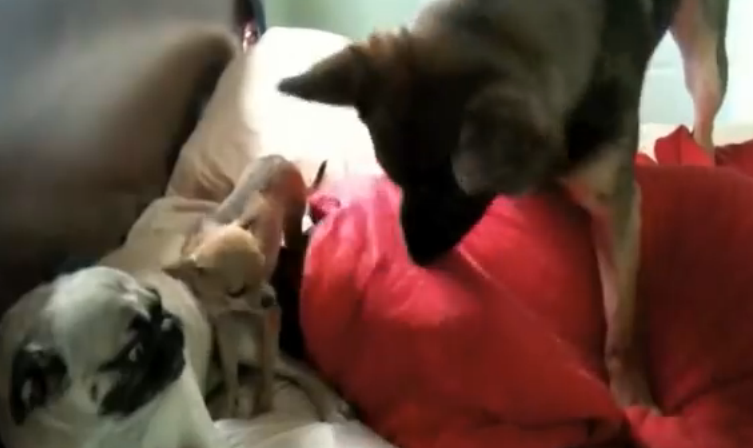Cute German Shepherd Has His Own Way To Wake Up His Human Baby Brother!