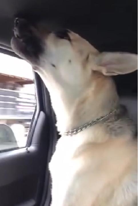 German Shepherd Sings Animals By Adam Levine & Maroon 5!