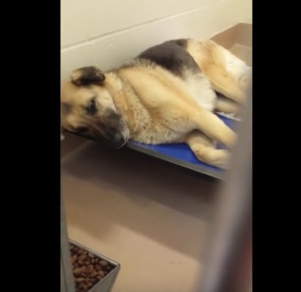 This German Shepherd Is Devastated After Being Surrendered To Animal Control!
