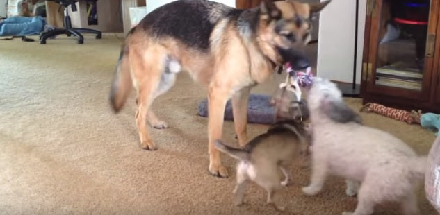 Silly But Effective Way To Beat A German Shepherd At Tug Of War!