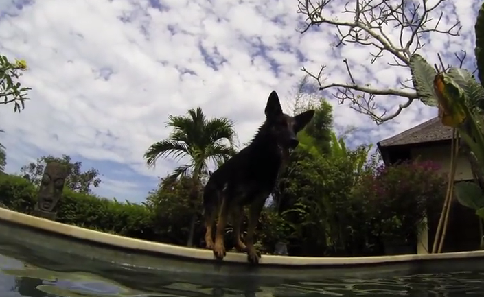 This German Shepherd Has The Skills Of A Pro Diver!