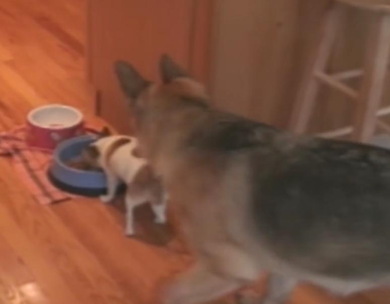 German Shepherd Approaches The Food Bowl, But Watch The Little Dog’s Reaction!