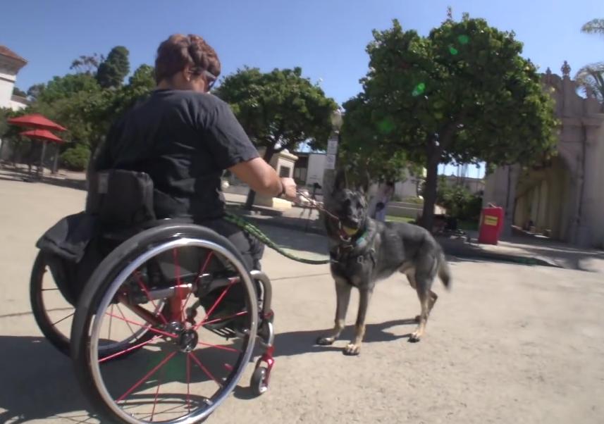 She Was Heartbroken After Her Dog Died, But Then She Met This Adorable German Shepherd Puppy!