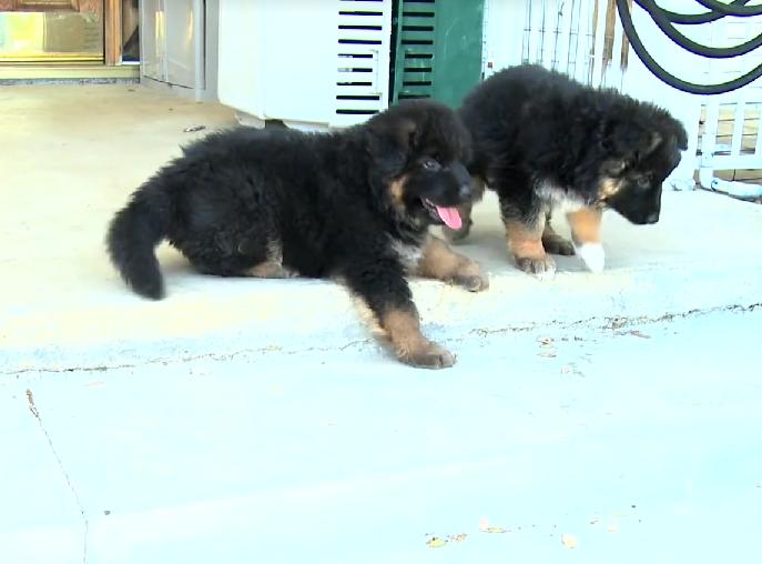 German Shepherd Puppies Melt Hearts As They Attempt To Conquer The Stairs!