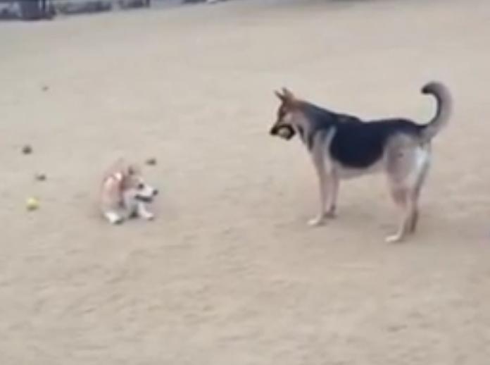 German Shepherd Is Being Teased To Chase His Little Friend On The Beach!