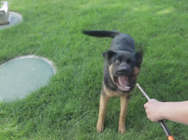 Hilarious Video: German Shepherd Vs Air Compressor!