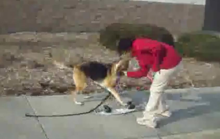 This German Shepherd Is Trying To Learn How To Skateboard, But Things Are Not Going As Smooth As Expected!