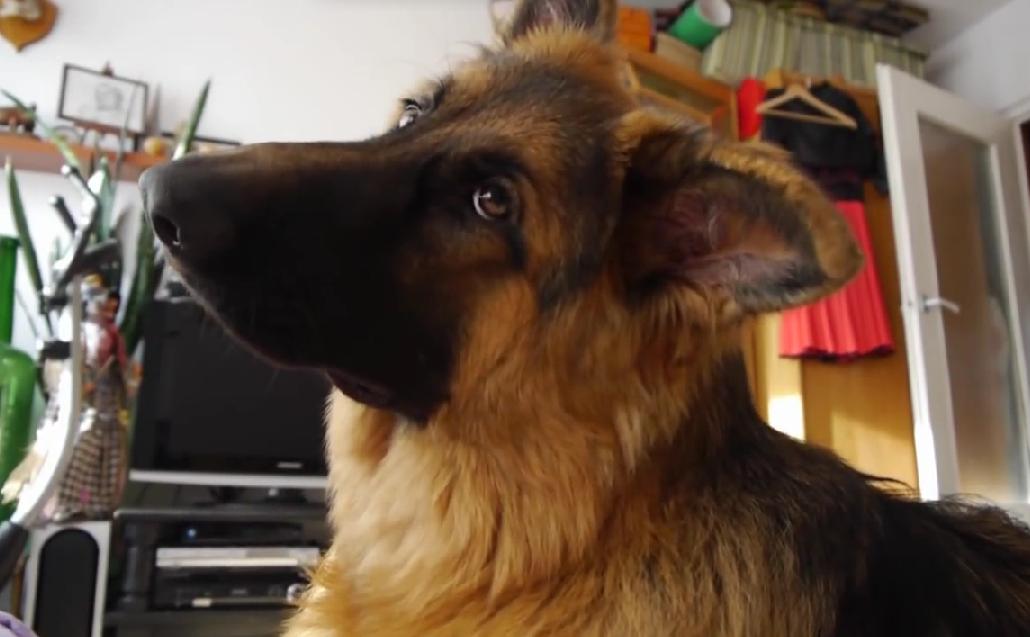 German Shepherd's Reaction To A Doggy Themed Ringtone Is Surprising!