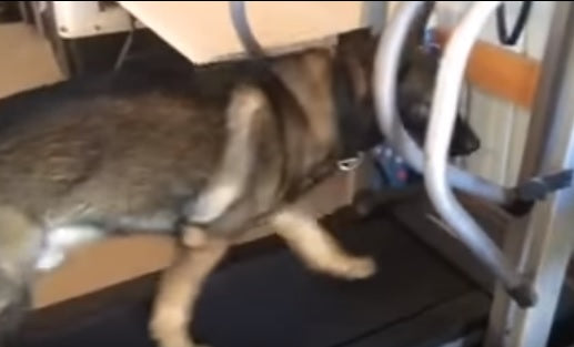 This German Shepherd Was Outsmarted By His Lazy Friend During The Treadmill Workout!