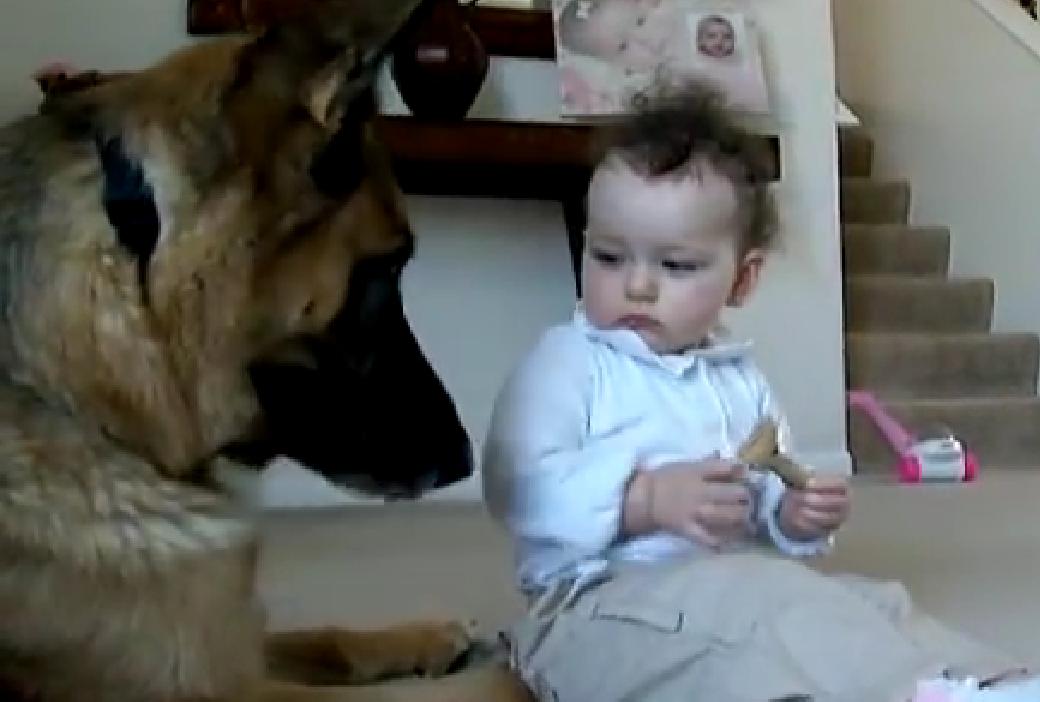 Watch What Happens When A Baby Steals Treats From A German Shepherd!