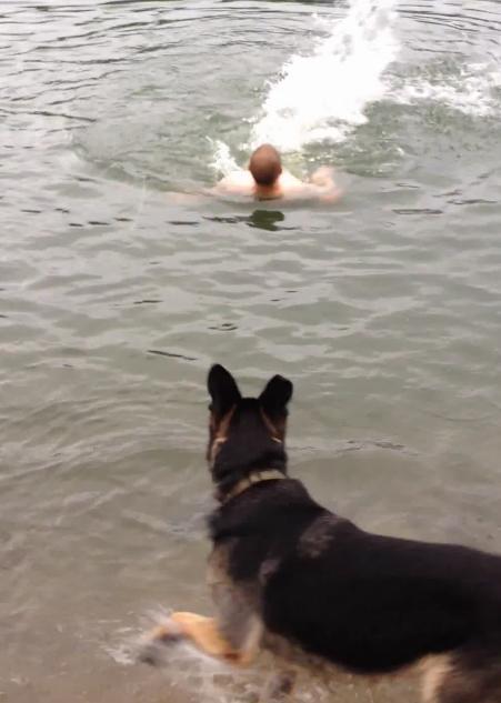 Watch How This Guy Teaches His German Shepherd To Swim!