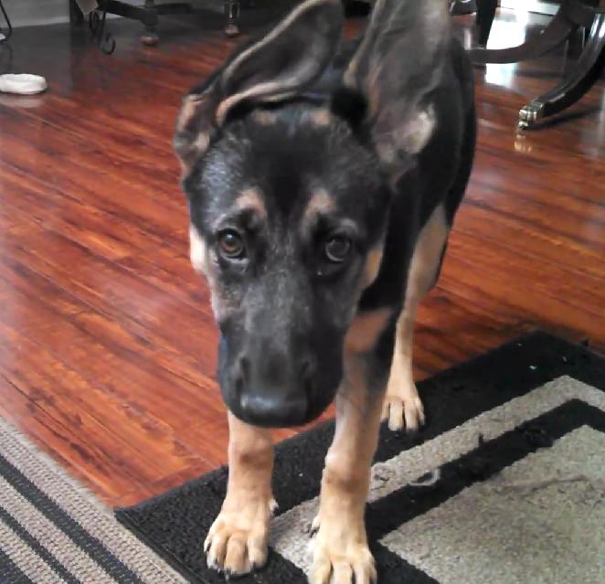 This Gorgeous German Shepherd Puppy Is Missing Her Mommy!