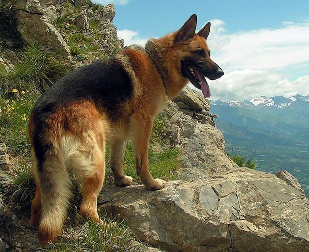 German Shepherd Are Recruited To Protect The Wild Tigers!