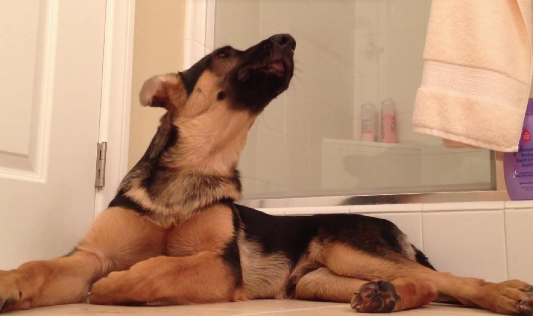 You Have To See This! German Shepherd Sings With His Dad, While The Dad Is Taking A Shower!