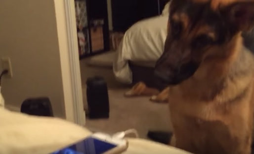 This German Shepherd Has The Funniest Reaction To Watching A Video On A Phone!