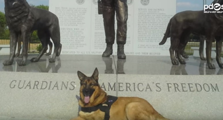 This German Shepherd Lost A Leg During Deployment. Now, She’s Receiving THIS Prestigious Award!