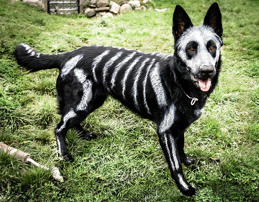 This Girl used Non-Toxic Pet-Safe Paint To Turn Her German Shepherd Into Skeleton Dog!