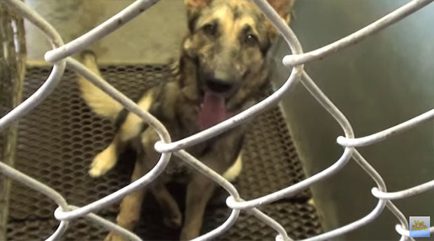 German Shepherd On Euthanasia List Because Of Severe Leg Wounds Gets A Second Chance In Life!