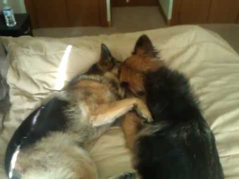 Two German Shepherds Share A Beautiful Friendship!