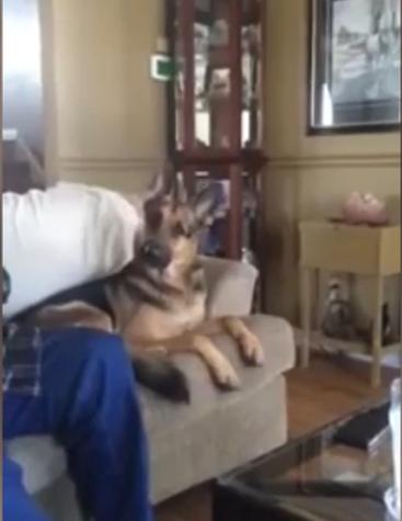 This German Shepherd Has The Best Reaction When His Human Says The Word Coffee!