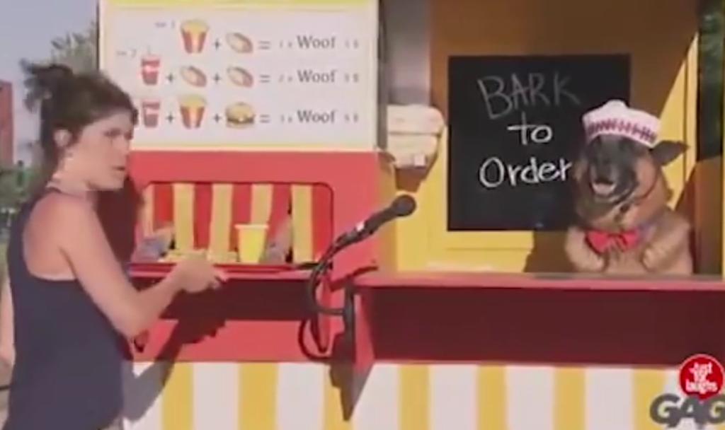 This Hilarious German Shepherd Is Selling Hot Dogs At A Food Stand!