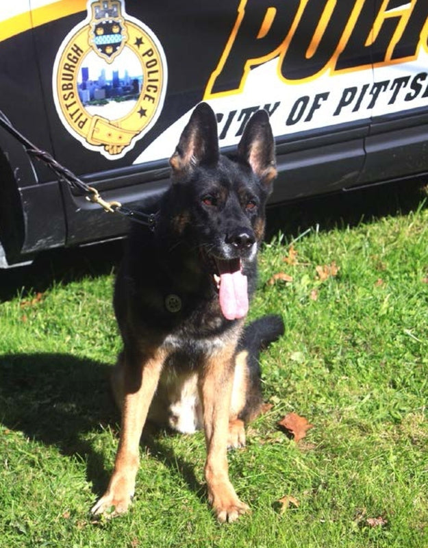 Police Officers Honoring A Fallen K-9 German Shepherd Video Will Melt Your Heart!