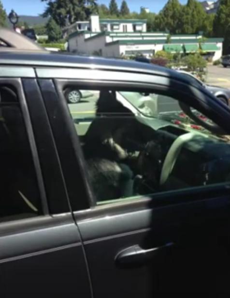 Jennifer Beals Left Her German Shepherd In A Car And She Defends Her Decision In This Video!