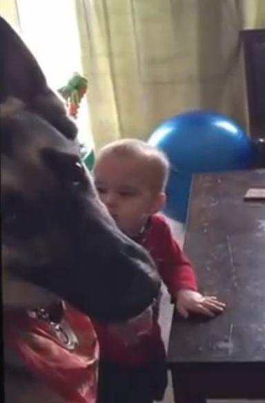 This Adorable Friendship Between A German Shepherd And A Baby Will Melt Your Heart!