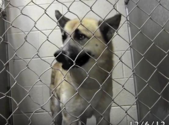 German Shepherd Mix On Death Row Finally Gets His Lifelong Wish!