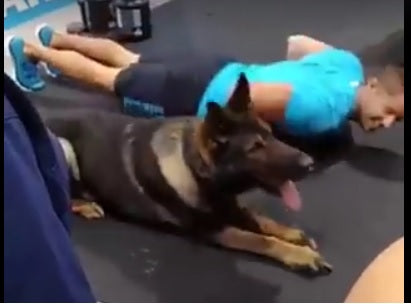 German Shepherd Keeps Up With His Trainer During Their Workouts!