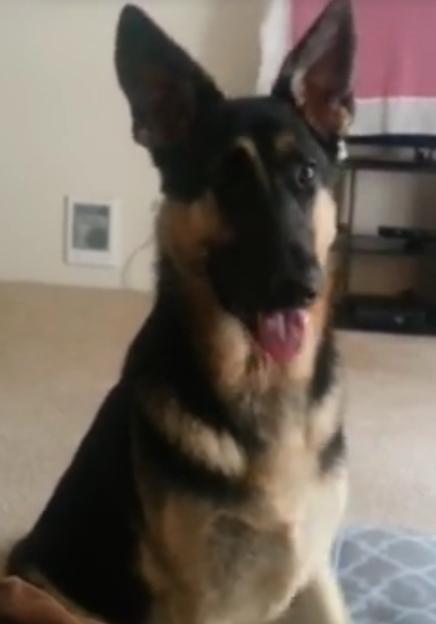 Video: German Shepherd Is Trying Too Hard To Bark!