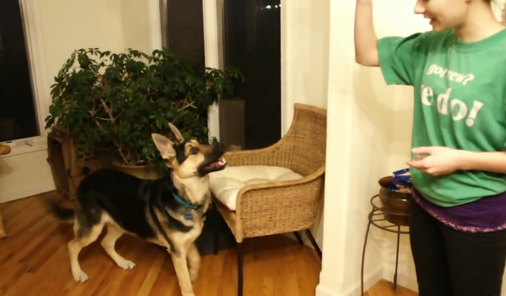 Celia The German Shepherd Is Doing The “Shame on You” Trick!