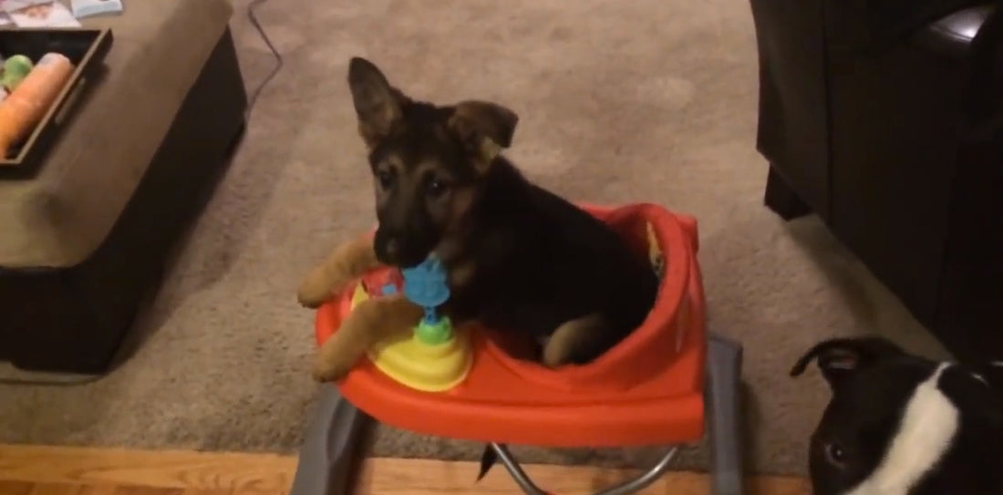 Adorable German Shepherd Puppy Loves To Jump In His Chair At Dinner Time!