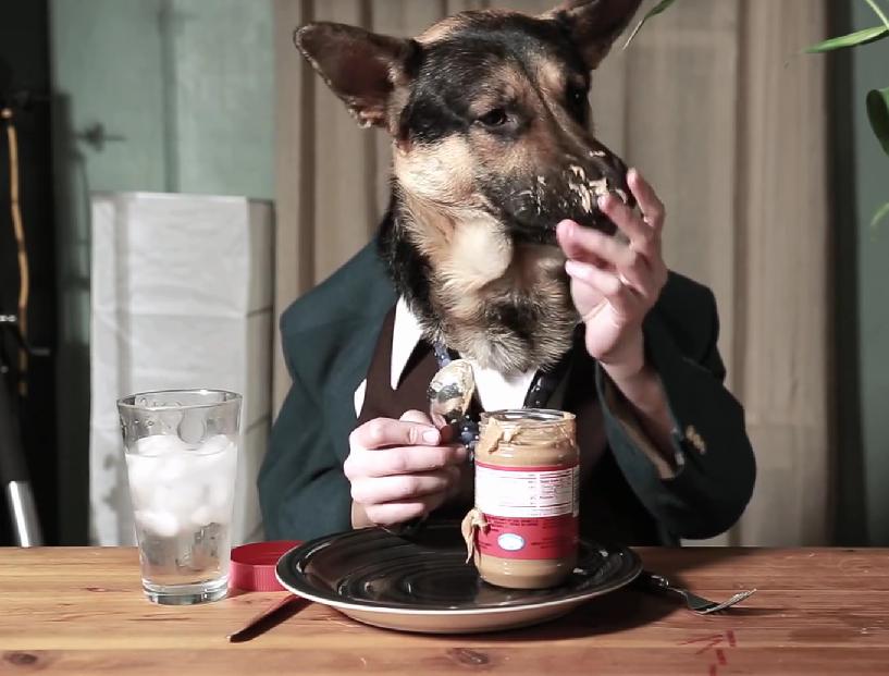 This German Shepherd Is Eating Like A Person, And He Looks Like A Complete Gentleman Doing It!